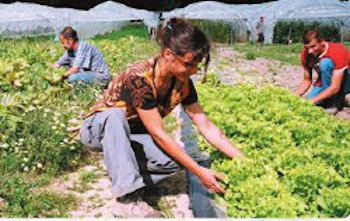 Des personnes faisant du jardinage
