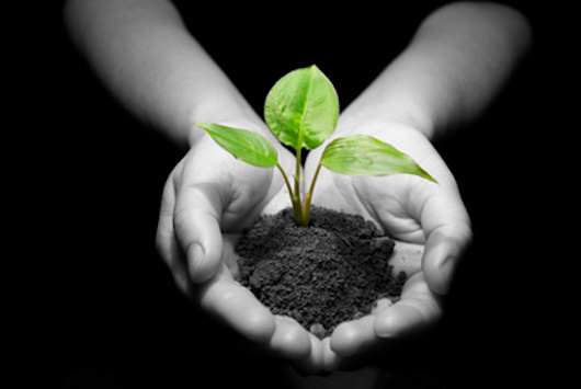 Les mains d'un enfant avec de la terre et une plante naissant